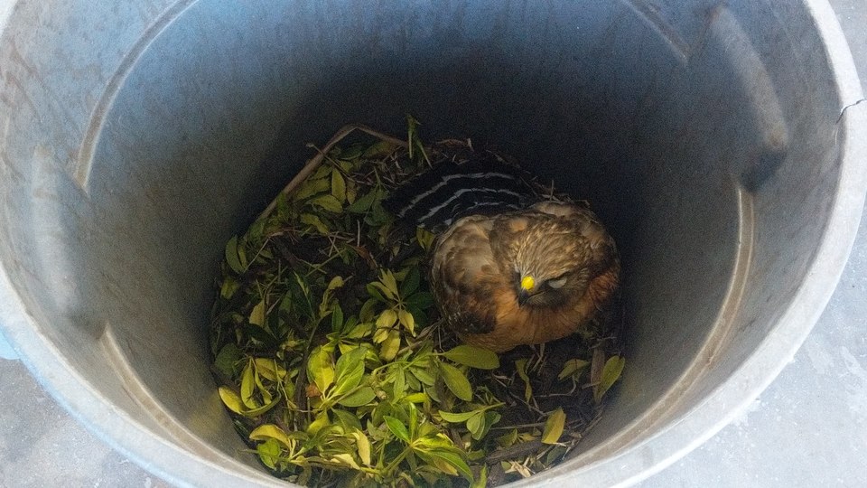 An Osprey that had become malnourished stuck in a bucket