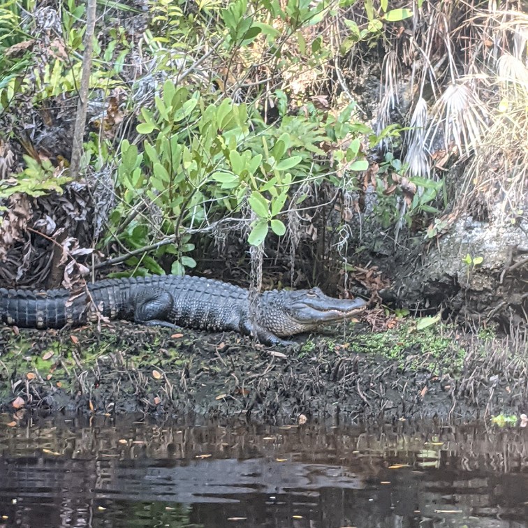 An American Aligator in Sarasota c. 2021