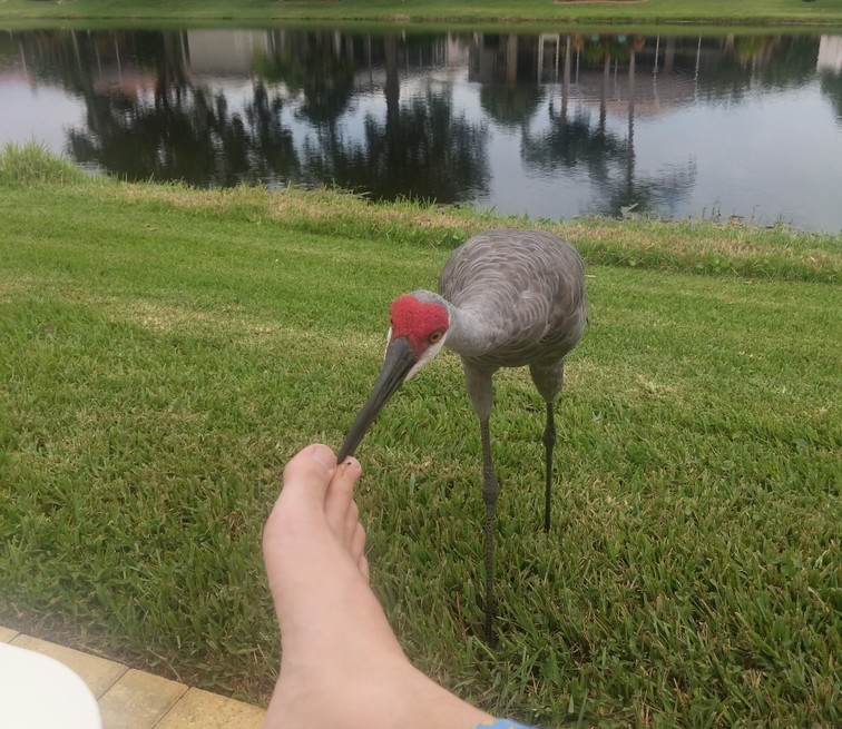 A sandhill crane nipping Jim's feet 