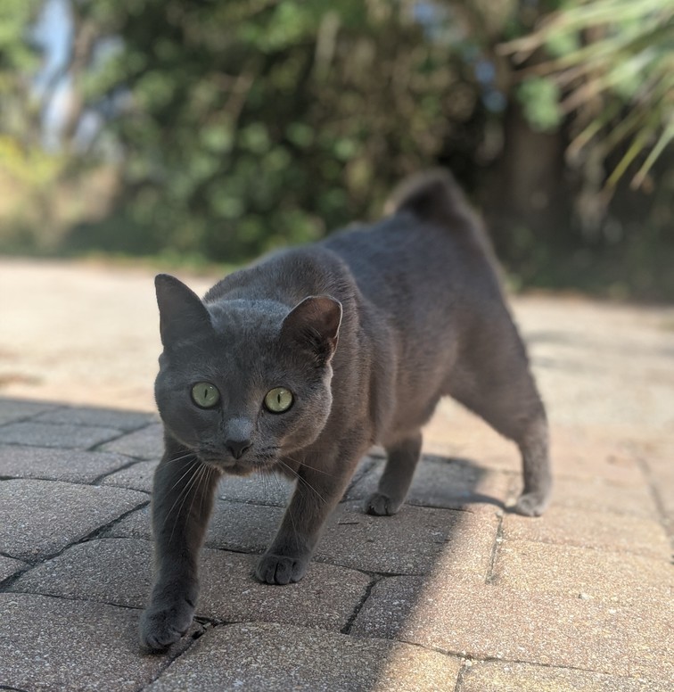 Shallon the house cat posing c. 2021