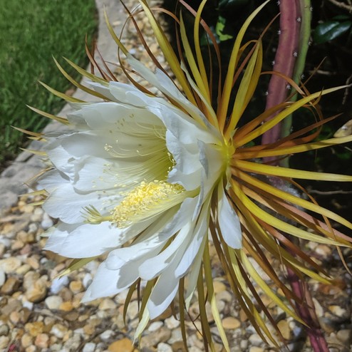 Cereus night blooming flowers photo