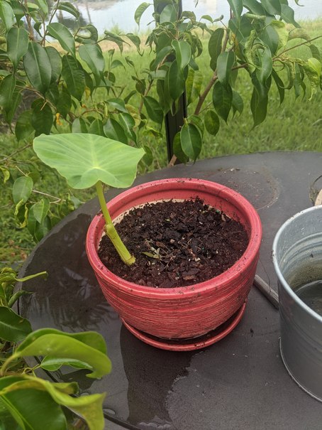 A photo of Colocasia